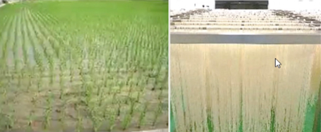 左：稲刈りの様子　右：自社工場で加工した米粉から製麺したパスタを乾燥させている様子