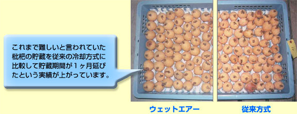 ウェットエアーと従来方式で保存したびわの比較