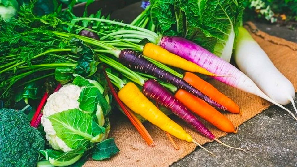 NTT東日本他、横浜市内の農地で新たなWi-Fi規格「IEEE 802.11ah」の活用実証を開始