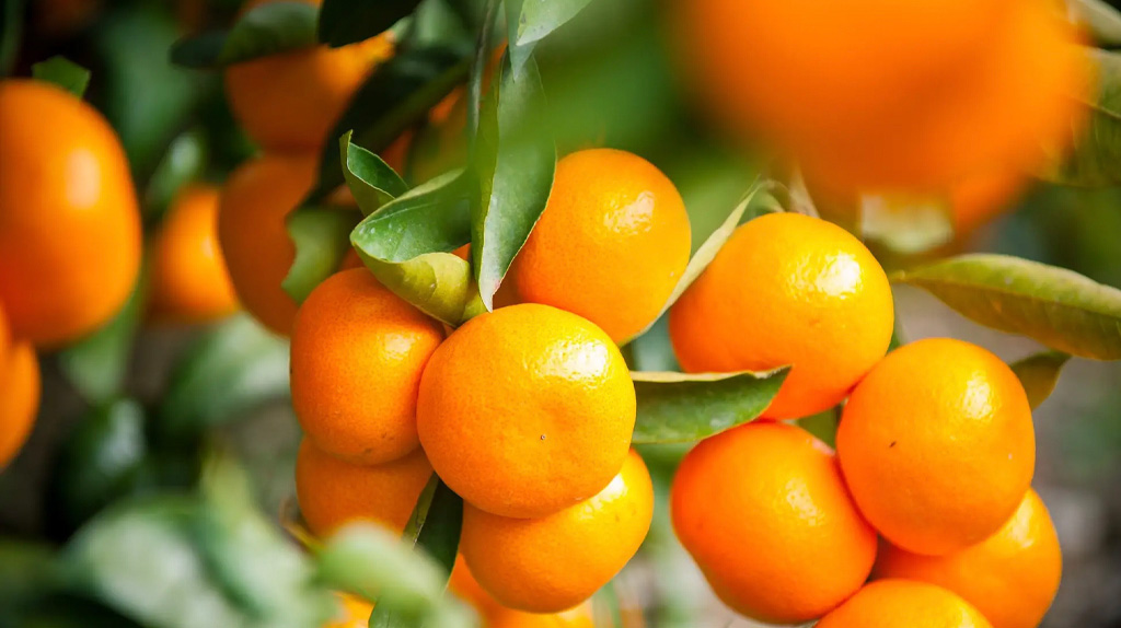 自社園地で栽培している温州みかん