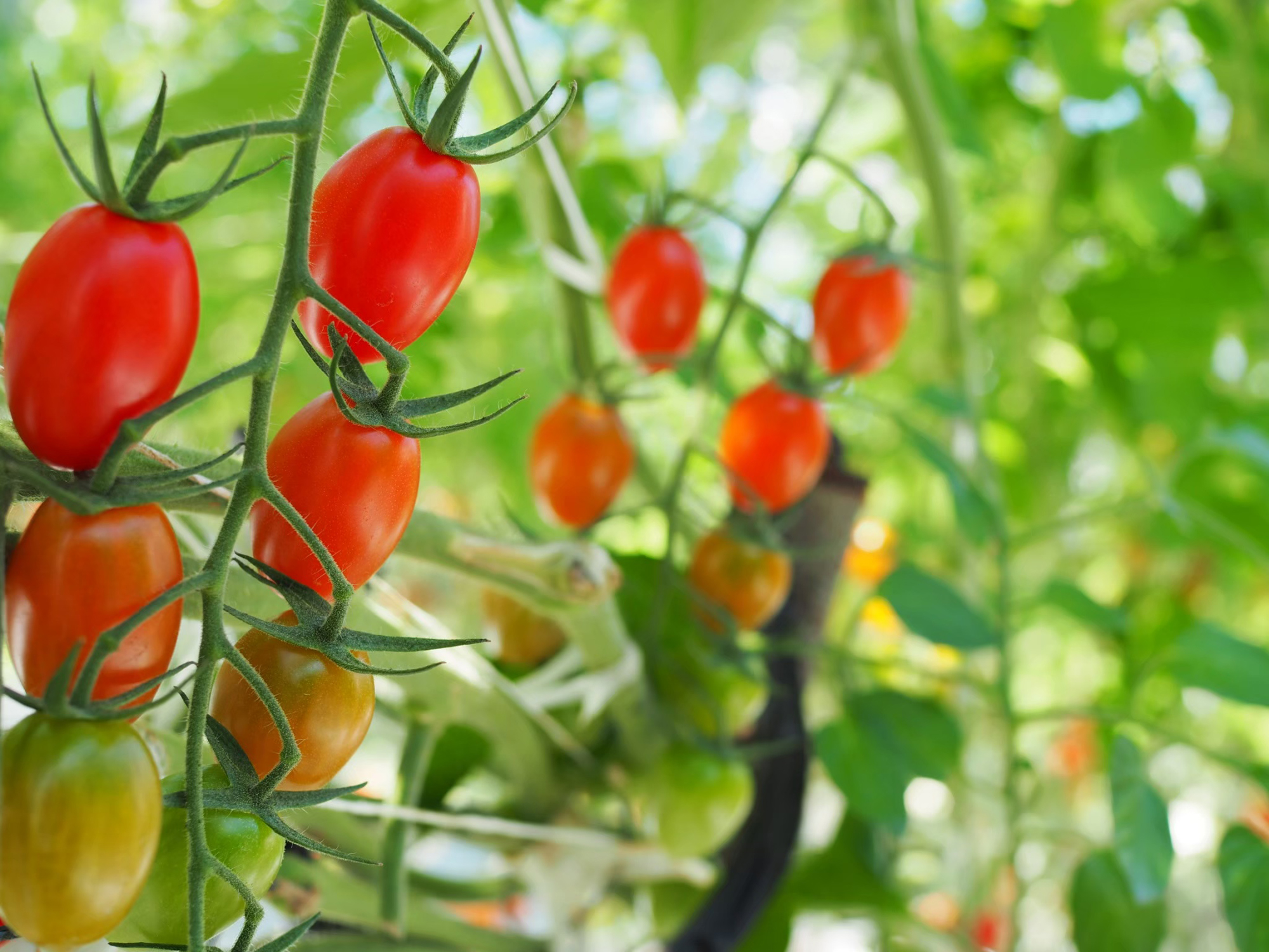 「とまとのしのはら」のハウスでは、丁寧に管理されたトマトの株が整然と並んでいます