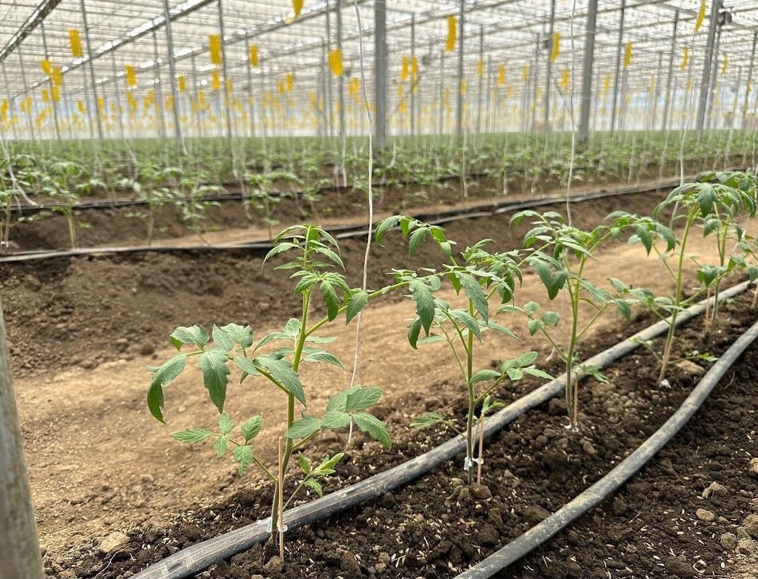 「小林菜園」のハウス内観。総面積9,651m²のトマト土耕栽培ハウスとなっています